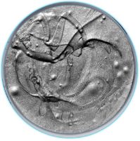 156 SILVER SHIMMER